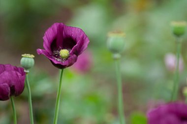 İnanılmaz mor gelincikler yaz çiçeklerinin tomurcukları, çiçek arkaplanı. Yüksek kalite fotoğraf