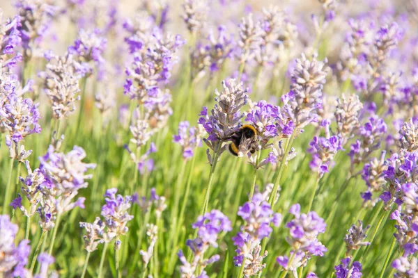 Striped Bumblebees Bees Collect Nectar Pollinate Purple Lavender Flowers Summer — Fotografia de Stock