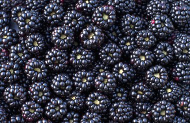 Background from fresh Blackberries, close up. Lot of ripe juicy wild fruit raw berries lying on the table. Top view, Flat lay. High quality photo