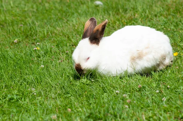 white cute rabbit with brown nose eats grass on the lawn in the rays of the bright sun, fluffy pet, rabbit breeding in the farm, animal husbandry, fur, meat, rabbit looking for Easter eggs.