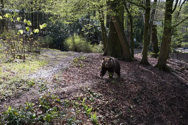a brown bear walks along a path among the bushes, a sunny spring day in the green zoo wuppertal germany. High quality photo