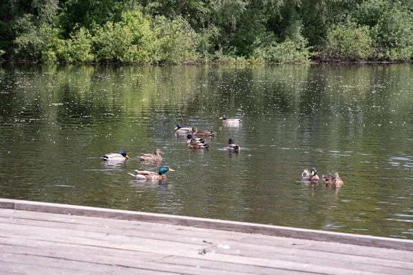 Variety Wild Ducks Resting Wooden Platform Forest Pond Backdrop Mixed — Foto de Stock