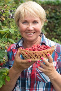 middle-aged blonde woman picks ripe raspberries in a basket, summer harvest of berries and fruits, sweet vitamins all year round. High quality photo