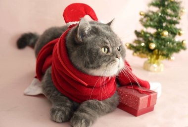 a gray sad british cat in a santa costume sits in a basket near the christmas tree, High quality photo