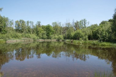 Mixed forest on the shore of a lake landscape, birch and spruce trees mixed forest,reflection of trees in the water, fallen trunks overturned in the water, High quality photo