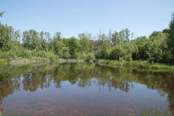Mixed forest on the shore of a lake landscape, birch and spruce trees mixed forest,reflection of trees in the water, fallen trunks overturned in the water, High quality photo