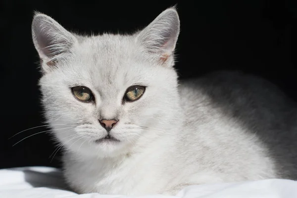 Cute Tabby Scottish Short Hair Silver Kitten Dreaming Kittens Sits — Foto Stock