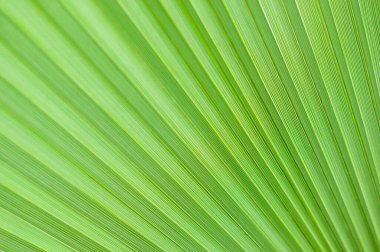 abstract texture Fans of light green palm leaf, natural leafy background High quality photo