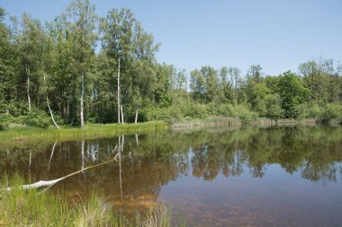 Mixed forest on the shore of a lake landscape, birch and spruce trees mixed forest,reflection of trees in the water, fallen trunks overturned in the water, High quality photo