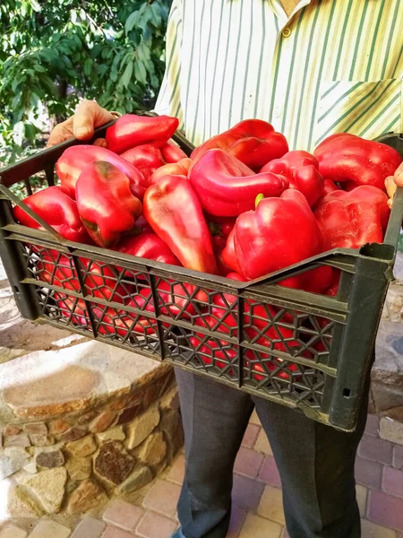 middle-aged gardener man holding a box with a large crop of sweet red peppers. High quality photo