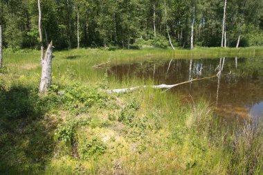 Mixed forest on the shore of a lake landscape, birch and spruce trees mixed forest,reflection of trees in the water, fallen trunks overturned in the water, High quality photo