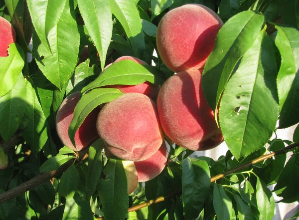 Reife Pfirsiche Auf Einem Baum Mit Grünen Blättern Der Sonne — Stockfoto