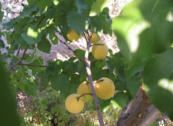 成熟的黄杏在树上 绿叶在阳光下 夏果在花园里收获高质量的照片 — 图库照片