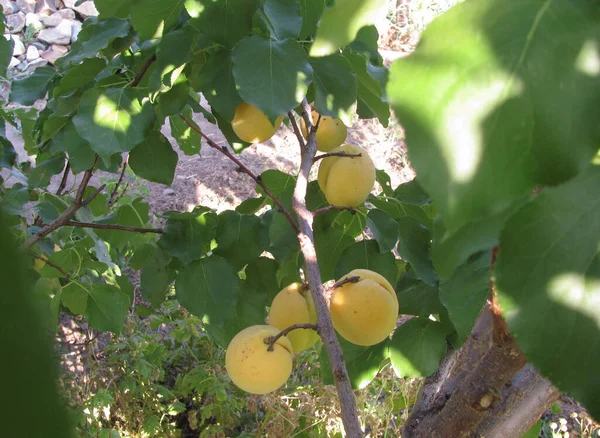 Abricots Jaunes Mûrs Sur Arbre Avec Des Feuilles Vertes Soleil — Photo