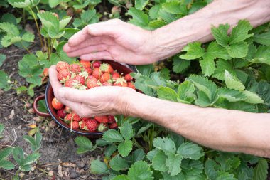 Bir adam avuç içinden çilek topluyor, büyük bir çilek hasadı, yaz meyveleri topluyor, erkek eli bir avuç olgun çilek tutuyor. Yüksek kalite fotoğraf