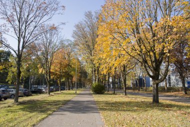 Sonbahar yaprakları arasında parktaki bisiklet yolu, ağaçların üzerinde altın ve sarı yapraklar. Yüksek kalite fotoğraf