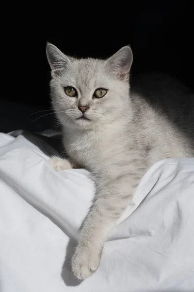 Cute Tabby Scottish Short Hair Silver Kitten Dreaming Kittens Sits — Stockfoto