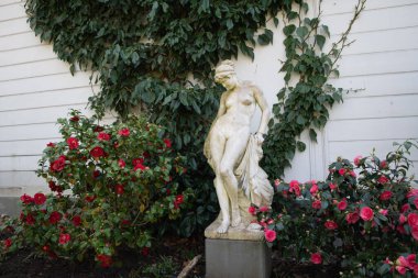 Alçıdan yapılmış bir kadın heykeli pembe kamelya çiçekli bir çalılığın arka planında, yüksek kaliteli bir fotoğraf.