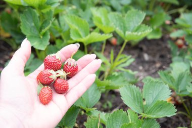Kadın palmiyesinde olgun çilekler, yaz meyvesi hasadı, meyve toplama, tatlı sağlıklı yiyecekler. Yüksek kalite fotoğraf