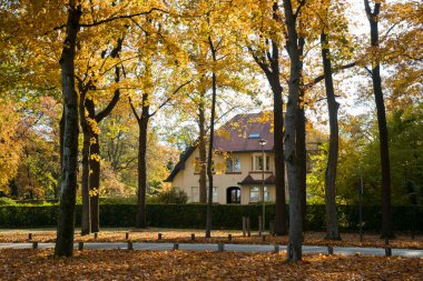 Sonbahar manzarası, sarı sonbahar ağaçları ve yaprakları arasında bir ev.