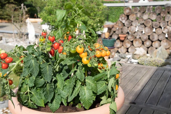 Large pots with cherry tomatoes on the garden terrace, planting a mini garden when there is no space. High quality photo