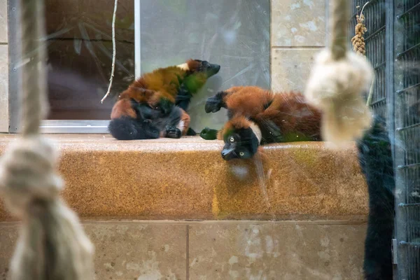 Pár Velkých Hnědých Lemur Odpočívajících Voliéře Polici Zoo Kvalitní Fotografie — Stock fotografie