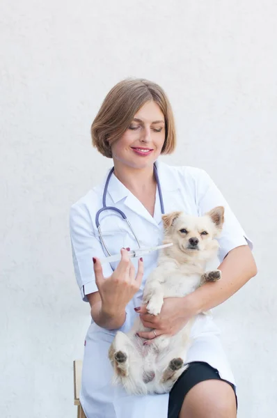 Cute chihuahua dog on a veterinarian examining, female doctor Gives an injection with a vaccination in a syringe. Diagnosis and treatment of animals. High quality photo