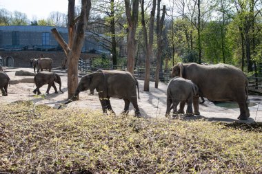 baby elephant drinking milk from mom in green zoo wuppertal in germany on a spring sunny day. High quality photo