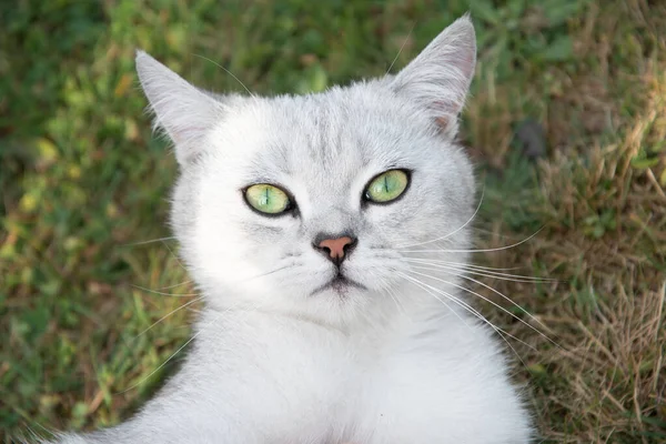 Vacker Ljusgrå Skotsk Kattunge Med Gröna Ögon Ligger Grön Gräsmatta — Stockfoto