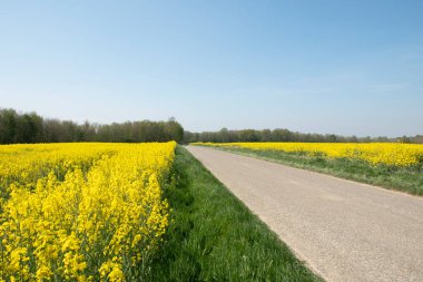 Parlak sarı kolza tohumu tarlası, güneşli bahar günü, doğal çiçek arkaplanı. Yüksek kalite fotoğraf