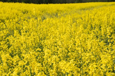 Belçika 'da açan parlak sarı kolza tohumu, güneşli bahar günü, doğal çiçek arkaplanı. Yüksek kalite fotoğraf