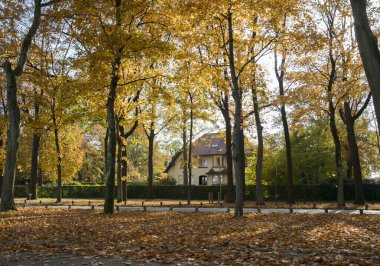 Sonbahar manzarası, sarı sonbahar ağaçları ve yaprakları arasında bir ev.