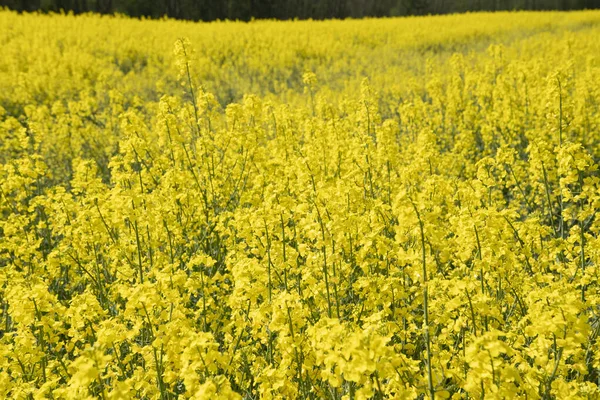 Klart Gult Fält Blommande Raps Belgium Solig Vårdag Naturlig Blomma — Stockfoto