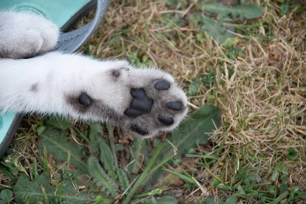 cute cat paw with black pads close up on green grass. High quality photo