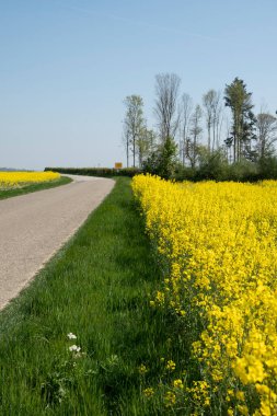 Belçika 'da açan parlak sarı kolza tohumu, güneşli bahar günü, doğal çiçek arkaplanı. Yüksek kalite fotoğraf