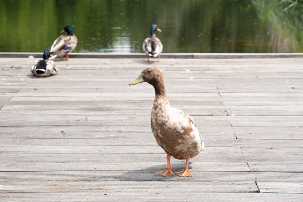 Variety Wild Ducks Resting Wooden Platform Forest Pond Backdrop Mixed — Stockfoto