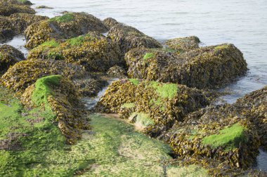 Kuzey Denizi kıyısındaki taş kayalar çamur ve yeşil algler ile kaplanmış, doğal arka plan. Yüksek kalite fotoğraf