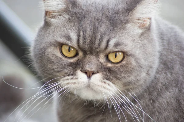 Närbild Porträtt Ledsen Grå Brittisk Katt Med Gula Ögon Favorit — Stockfoto