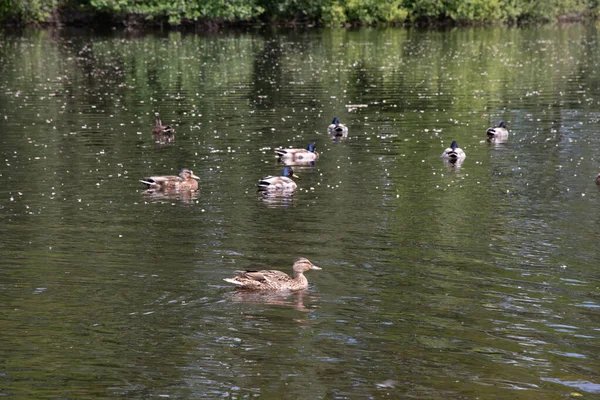 Duck Feeds Water Vegetation Wild Duck Feeding Lake High Quality — Foto de Stock