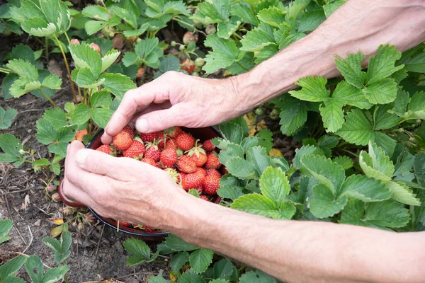 Man Picks Strawberries His Palm Large Harvest Berries Summer Fruit — Φωτογραφία Αρχείου