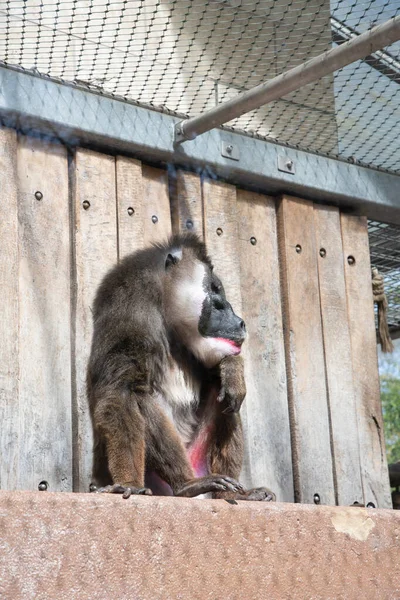 Colorful Mandril Dril Monkey Black Muzzle Blue Pink Rainbow Booty — Fotografia de Stock