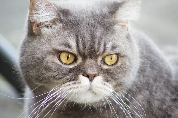 Close Retrato Triste Gato Britânico Cinza Com Olhos Amarelos Animal — Fotografia de Stock