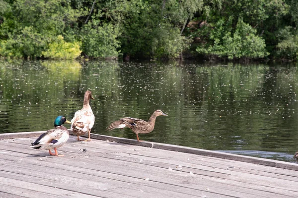 Variety Wild Ducks Resting Wooden Platform Forest Pond Backdrop Mixed — Foto de Stock