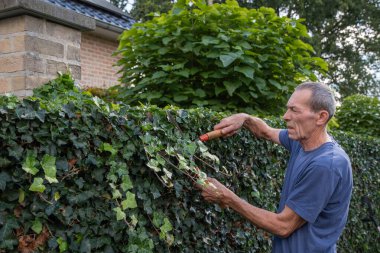 Yaşlı adam bahçedeki çalıları büyük budama makinesiyle keser. Bahçe aletleri. Bahçe bakımı. Bahçıvan mesleği eğitimi. Bahçe düzenleme. Emekliler için çalışmak. Yüksek kalite fotoğraf