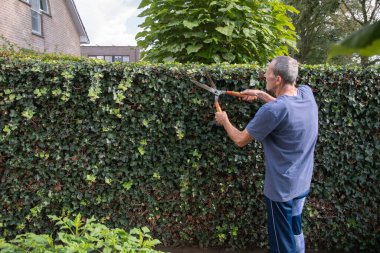Kırık bacaklı yaşlı bahçıvan büyük bir mezhepçiyle çit keser, mevsimlik bahçe bakımı, yüksek kaliteli fotoğraf.