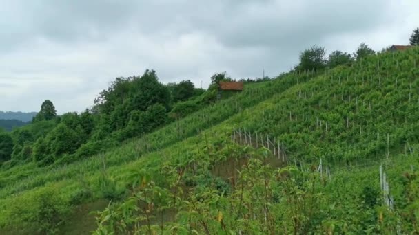 Beautiful Green Nature Landscape Scenery Vineyards Hills Klenice Croatia County — Stock Video