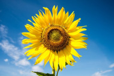 mavi gökyüzü ile ayçiçeği