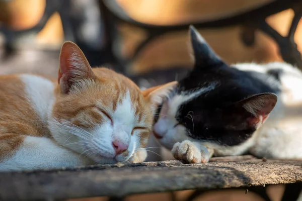 two kitty cat sleep