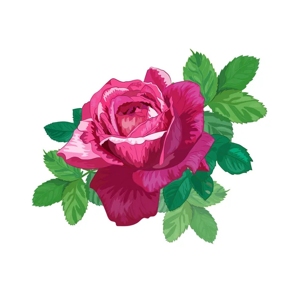 Rose rouge réaliste avec des feuilles. Image botanique solitaire d'une belle fleur.Illustration vectorielle florale — Image vectorielle