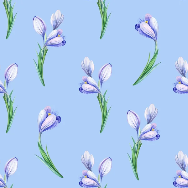 Krásný jarní bezešvý vzor s modrými krokusy. Fialové květy šafránu — Stock fotografie